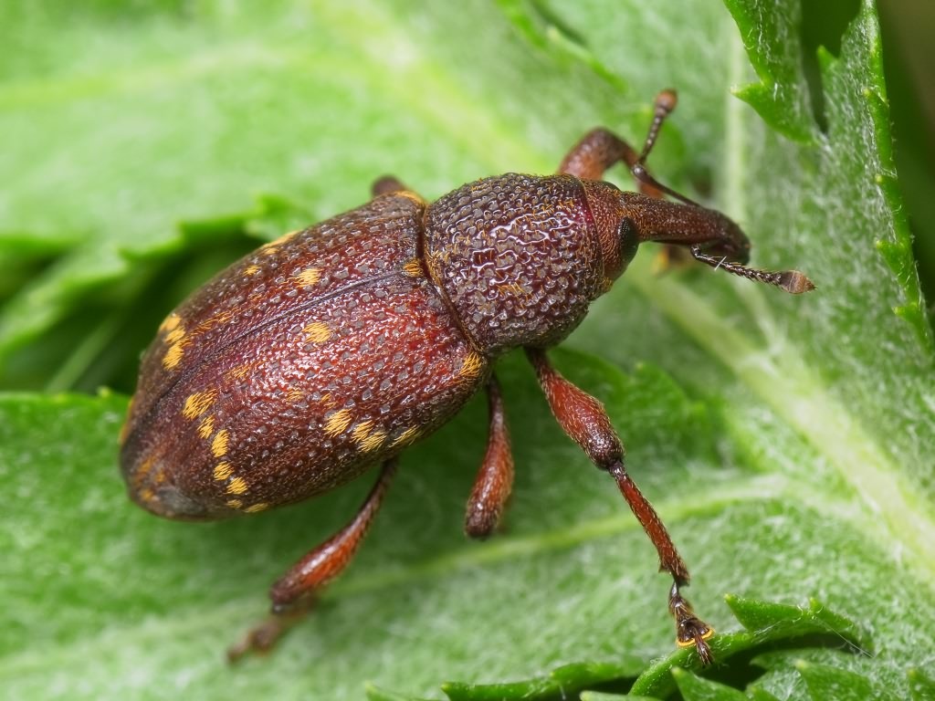 Hylobius transversovittatus (Goeze, 1777)